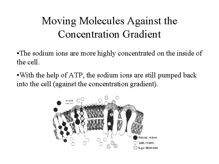 Moving Molecules Against the Concentration Gradient • The sodium ions are more highly concentrated