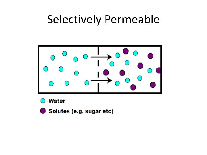 Selectively Permeable 