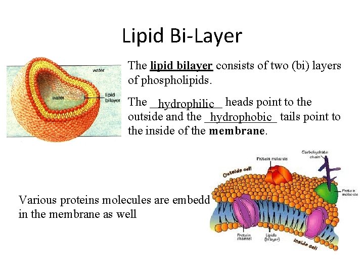 Lipid Bi-Layer The lipid bilayer consists of two (bi) layers of phospholipids. The ______