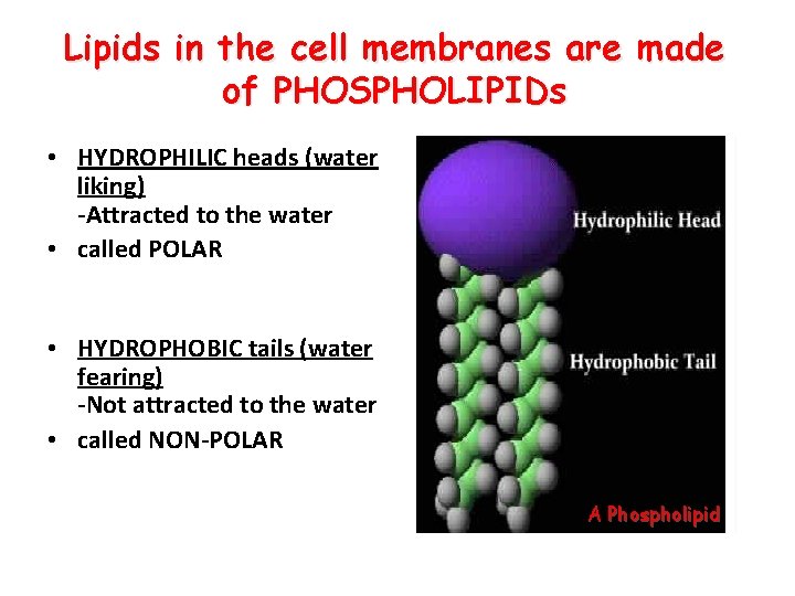Lipids in the cell membranes are made of PHOSPHOLIPIDs • HYDROPHILIC heads (water liking)