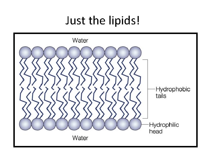 Just the lipids! 