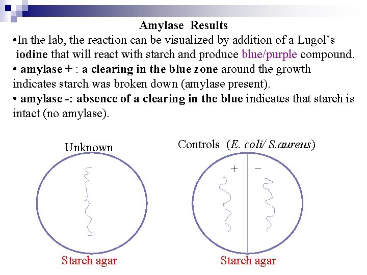 Amylase Results • In the lab, the reaction can be visualized by addition of