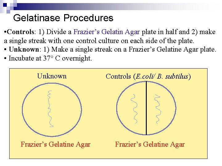 Gelatinase Procedures • Controls: 1) Divide a Frazier’s Gelatin Agar plate in half and