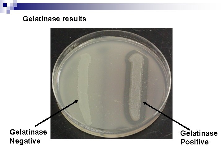 Gelatinase results Gelatinase Negative Gelatinase Positive 