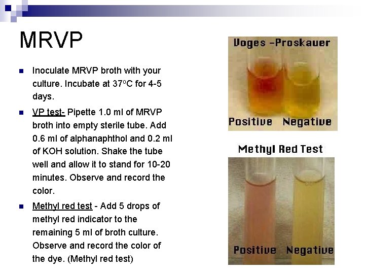 MRVP n Inoculate MRVP broth with your culture. Incubate at 37 o. C for