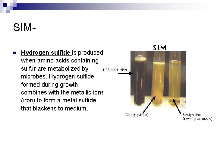 SIMn Hydrogen sulfide is produced when amino acids containing sulfur are metabolized by microbes.