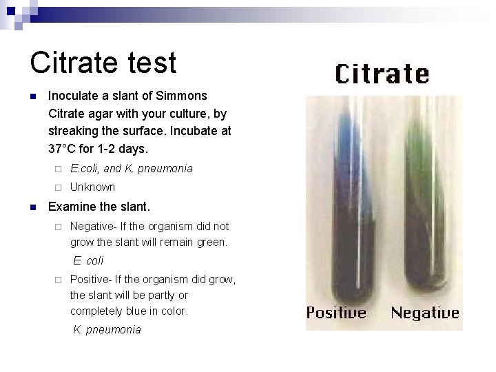 Citrate test n n Inoculate a slant of Simmons Citrate agar with your culture,