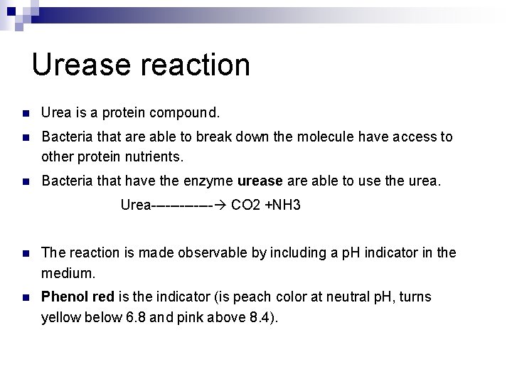 Urease reaction n Urea is a protein compound. n Bacteria that are able to
