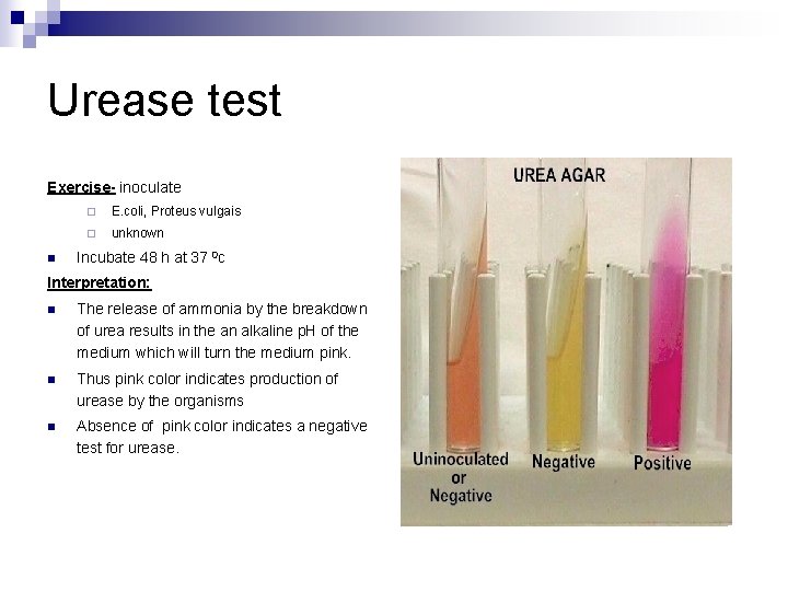 Urease test Exercise- inoculate n ¨ E. coli, Proteus vulgais ¨ unknown Incubate 48