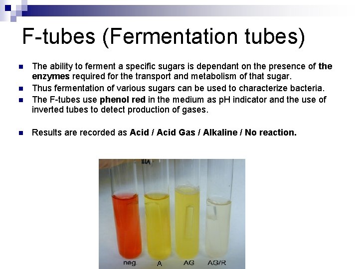 F-tubes (Fermentation tubes) n n The ability to ferment a specific sugars is dependant
