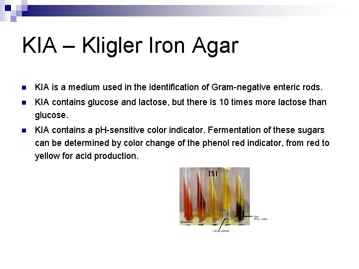 KIA – Kligler Iron Agar n KIA is a medium used in the identification