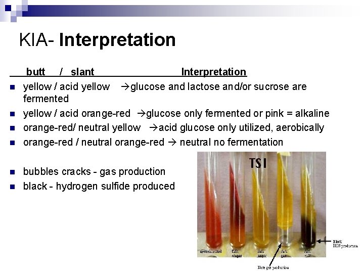 KIA- Interpretation n n n butt / slant Interpretation yellow / acid yellow glucose