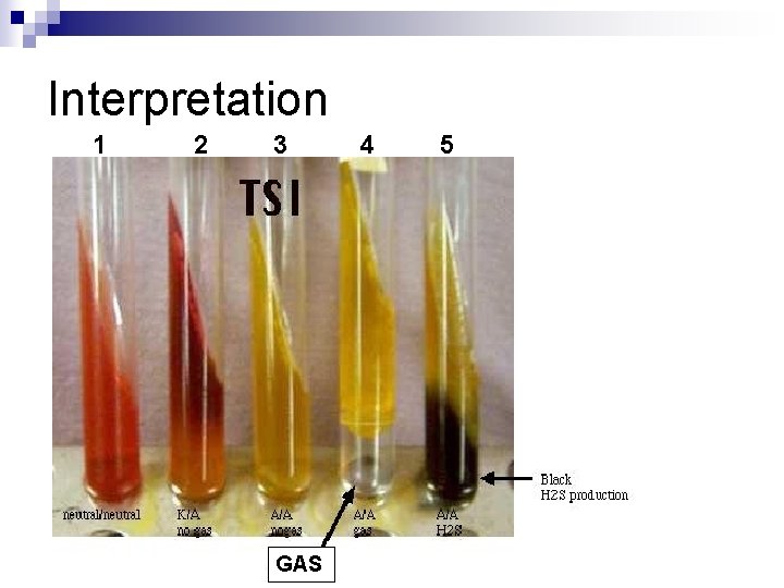 Interpretation 1 2 3 GAS 4 5 