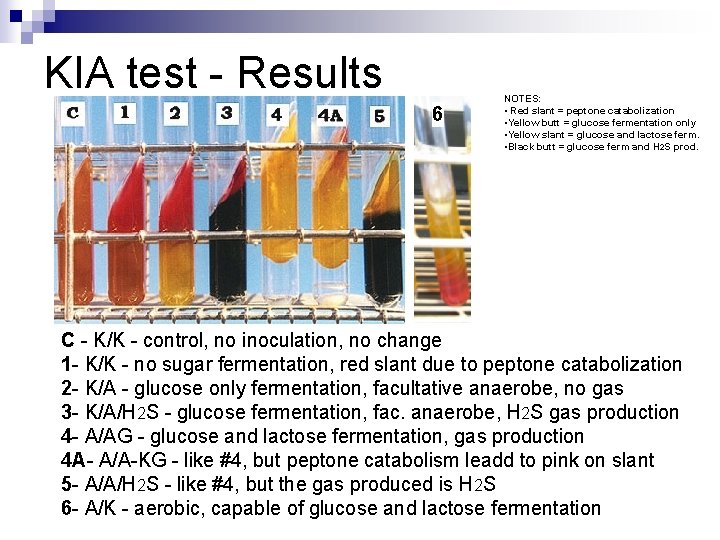 KIA test - Results 6 NOTES: • Red slant = peptone catabolization • Yellow