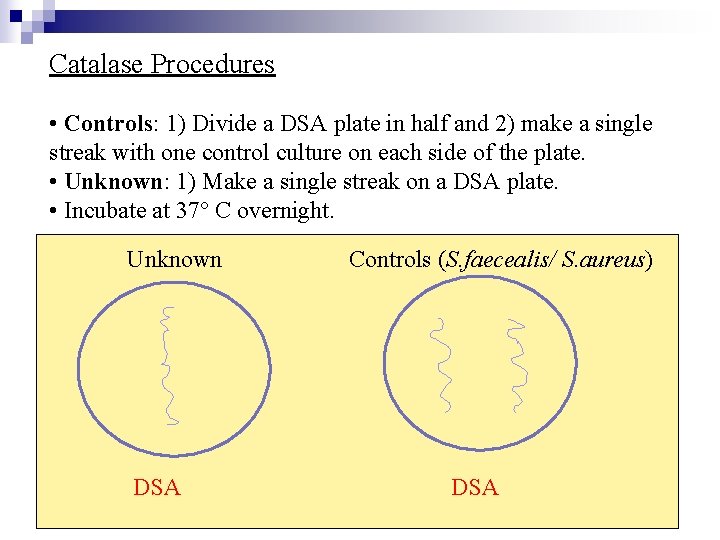 Catalase Procedures • Controls: 1) Divide a DSA plate in half and 2) make