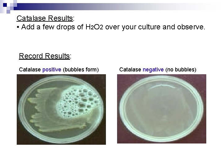Catalase Results: • Add a few drops of H 2 O 2 over your