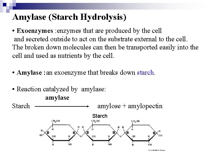 Amylase (Starch Hydrolysis) • Exoenzymes : enzymes that are produced by the cell and