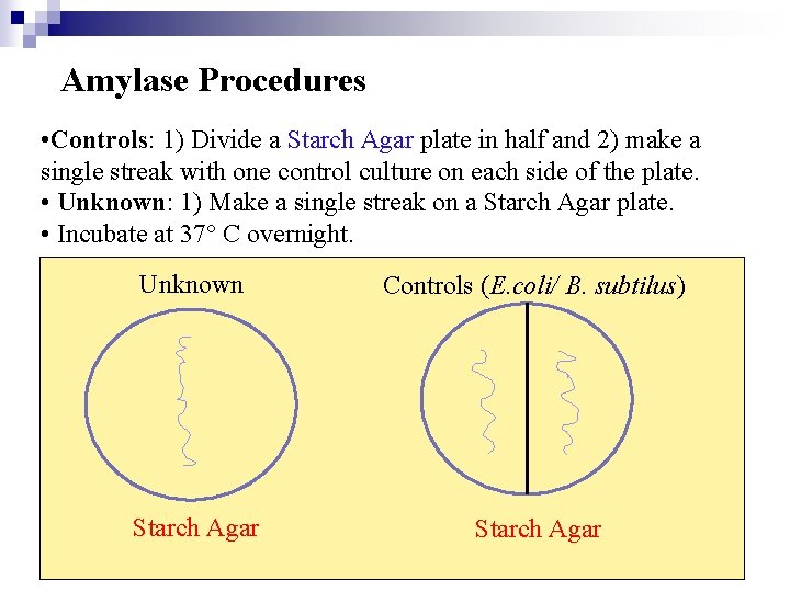 Amylase Procedures • Controls: 1) Divide a Starch Agar plate in half and 2)