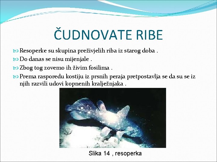 ČUDNOVATE RIBE Resoperke su skupina preživjelih riba iz starog doba. Do danas se nisu