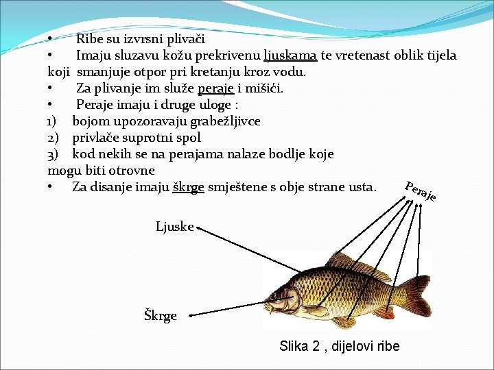  • Ribe su izvrsni plivači • Imaju sluzavu kožu prekrivenu ljuskama te vretenast