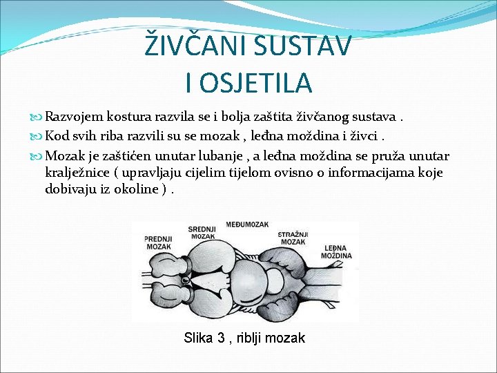 ŽIVČANI SUSTAV I OSJETILA Razvojem kostura razvila se i bolja zaštita živčanog sustava. Kod