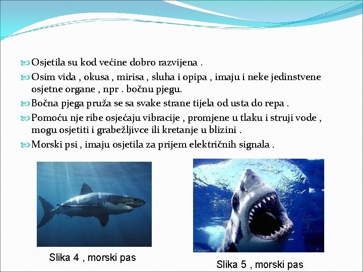  Osjetila su kod većine dobro razvijena. Osim vida , okusa , mirisa ,