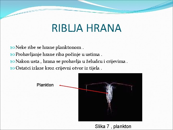 RIBLJA HRANA Neke ribe se hrane planktonom. Probavljanje hrane riba počinje u ustima. Nakon