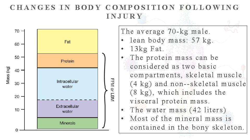 CHANGES IN BODY COMPOSITION FOLLOWING INJURY The average 70 kg male. • lean body