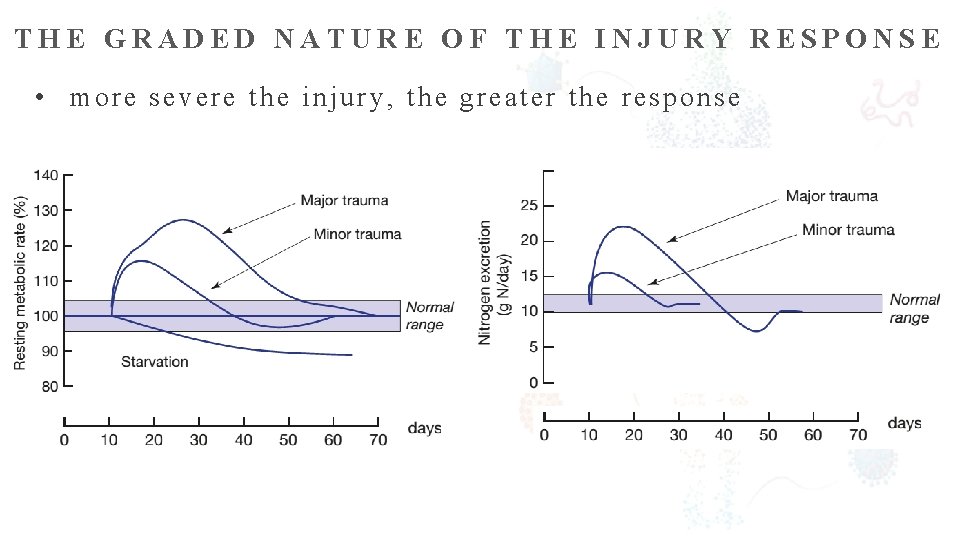 THE GRADED NATURE OF THE INJURY RESPONSE • more severe the injury, the greater