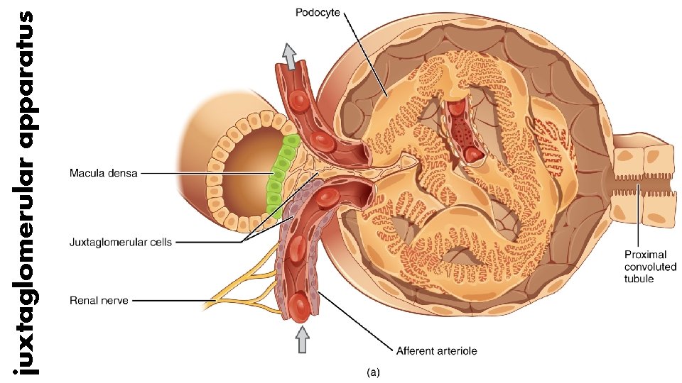 juxtaglomerular apparatus 