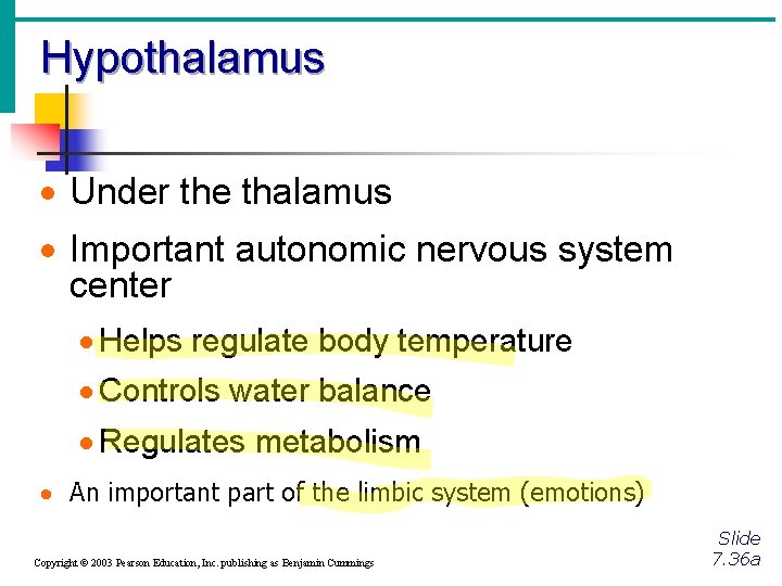 Hypothalamus · Under the thalamus · Important autonomic nervous system center · Helps regulate