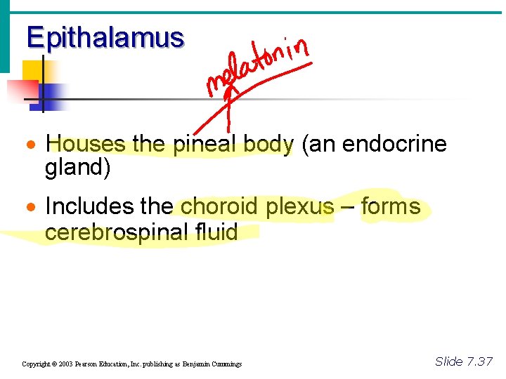 Epithalamus · Houses the pineal body (an endocrine gland) · Includes the choroid plexus