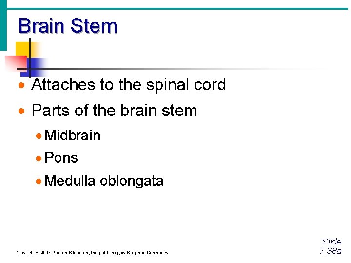 Brain Stem · Attaches to the spinal cord · Parts of the brain stem