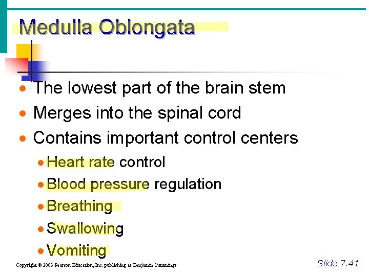 Medulla Oblongata · The lowest part of the brain stem · Merges into the