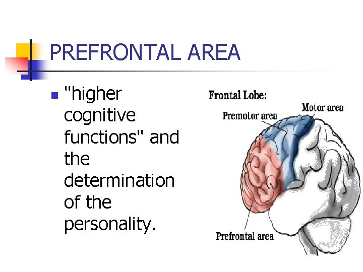 PREFRONTAL AREA n "higher cognitive functions" and the determination of the personality. 
