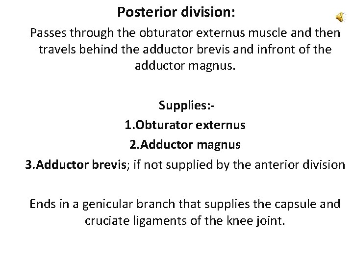 Posterior division: Passes through the obturator externus muscle and then travels behind the adductor