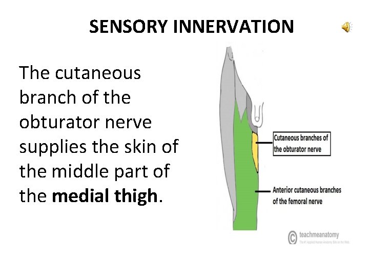 SENSORY INNERVATION The cutaneous branch of the obturator nerve supplies the skin of the