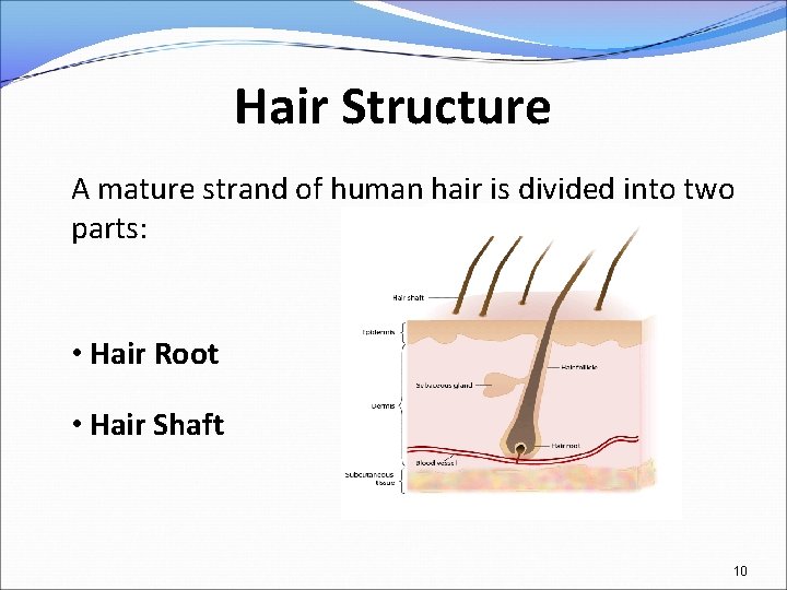 Hair Structure A mature strand of human hair is divided into two parts: •