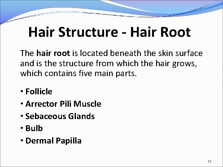 Hair Structure - Hair Root The hair root is located beneath the skin surface