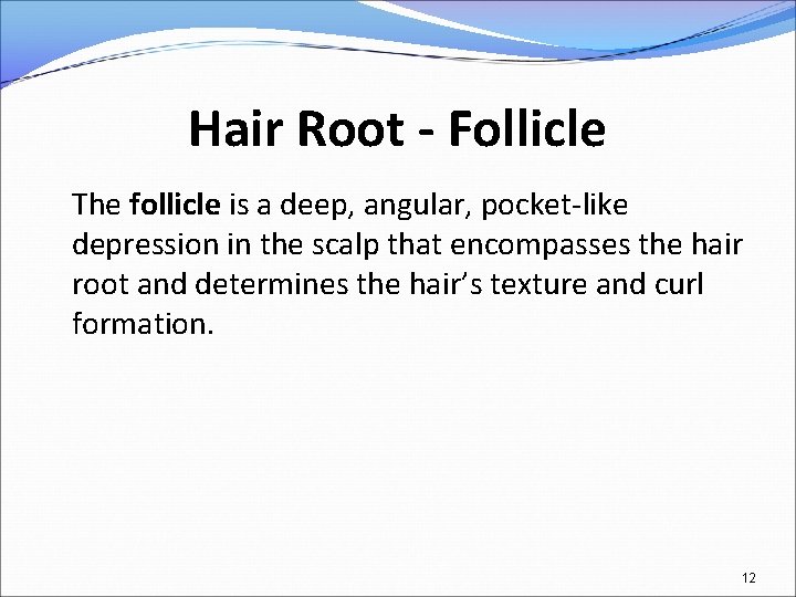 Hair Root - Follicle The follicle is a deep, angular, pocket-like depression in the