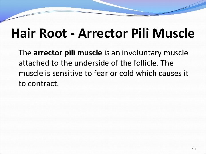 Hair Root - Arrector Pili Muscle The arrector pili muscle is an involuntary muscle