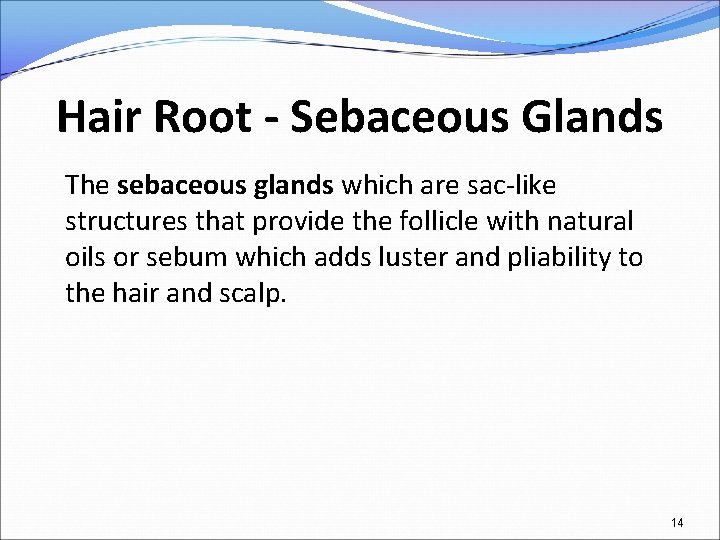 Hair Root - Sebaceous Glands The sebaceous glands which are sac-like structures that provide