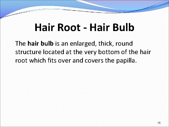 Hair Root - Hair Bulb The hair bulb is an enlarged, thick, round structure