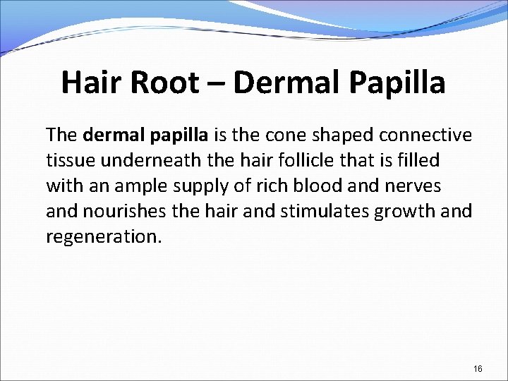 Hair Root – Dermal Papilla The dermal papilla is the cone shaped connective tissue