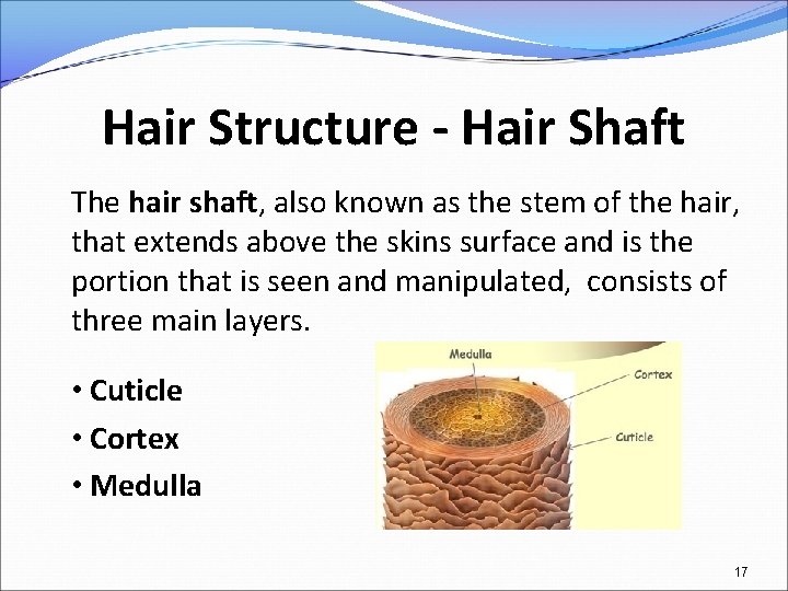 Hair Structure - Hair Shaft The hair shaft, also known as the stem of