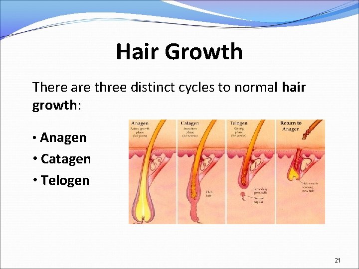 Hair Growth There are three distinct cycles to normal hair growth: • Anagen •