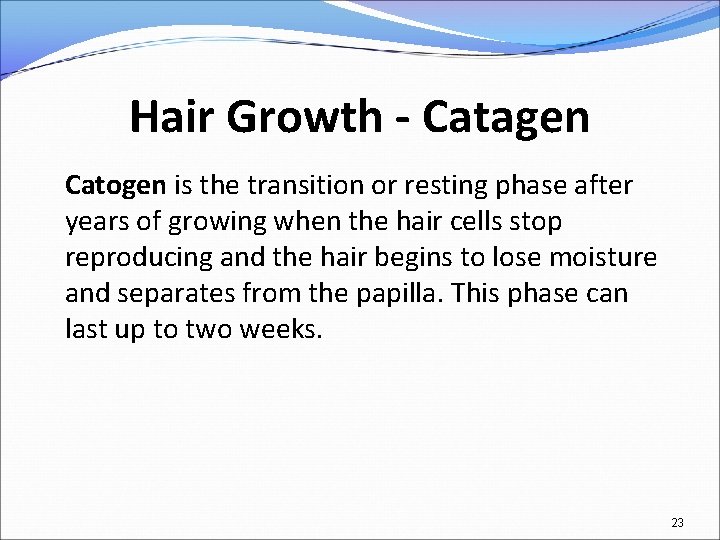 Hair Growth - Catagen Catogen is the transition or resting phase after years of