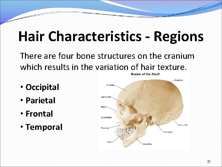 Hair Characteristics - Regions There are four bone structures on the cranium which results