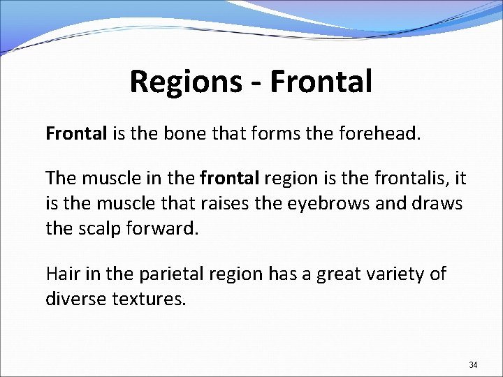 Regions - Frontal is the bone that forms the forehead. The muscle in the