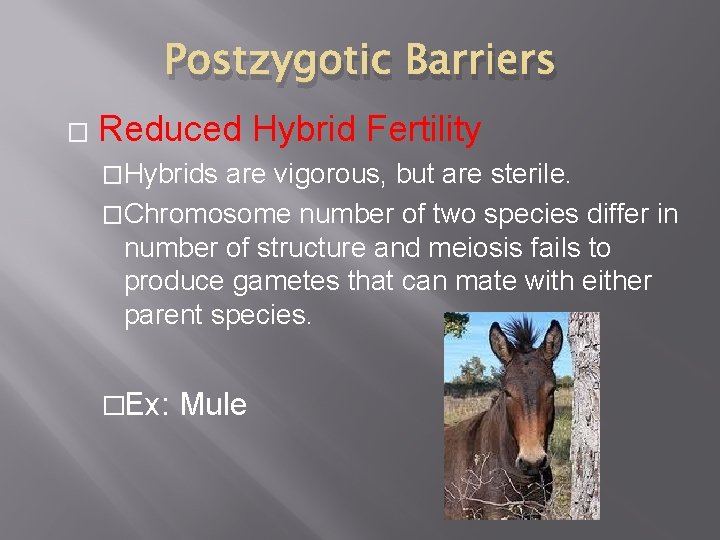 Postzygotic Barriers � Reduced Hybrid Fertility �Hybrids are vigorous, but are sterile. �Chromosome number